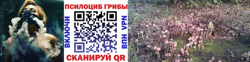 Галлюциногенные грибы Cubensis  купить   Междуреченск 